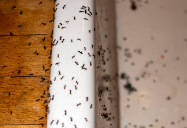 Reliable Malta, IL Pest Control Solutions